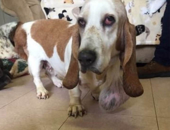 THIS POOR BABY NEEDS YOUR HELP NOW!