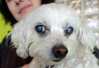 HELP RESTORE BLIND DOG'S SIGHT