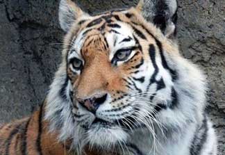Racine Zoo