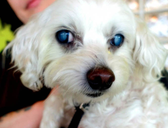 HELP RESTORE BLIND DOG'S SIGHT