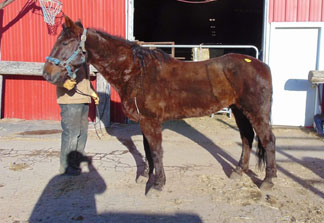 13 Hands Equine Rescue