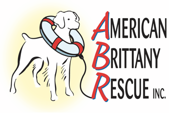 Sandy/American Brittany Rescue