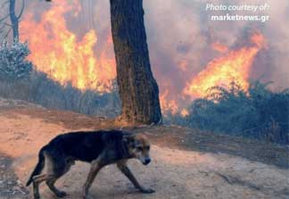 EMERGENCY ANIMAL CARE - GREEK FIRES