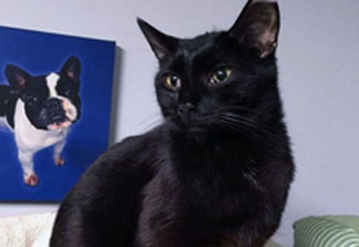 BLACK CAT FUNDRAISER