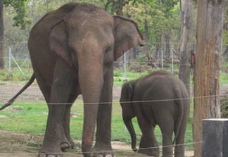 KEEP NEPAL'S ELEPHANTS CHAIN-FREE