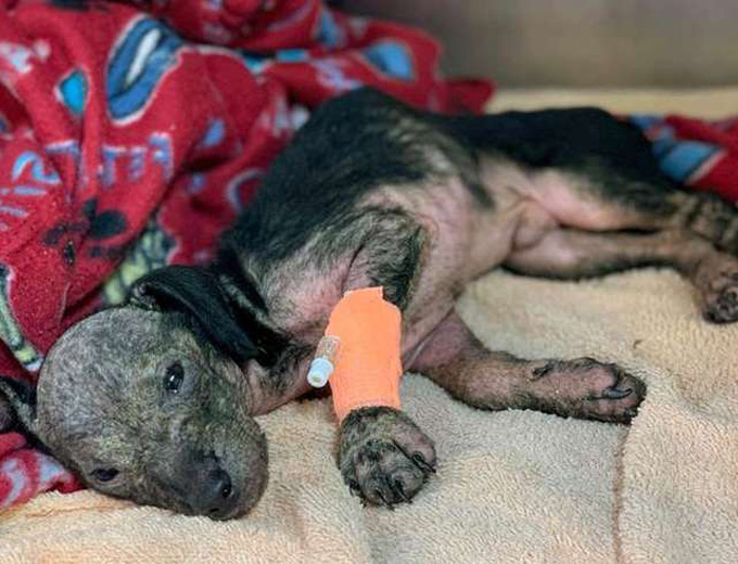 Neglected Puppy Cruelty Case