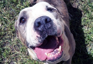 SPCA of Brevard