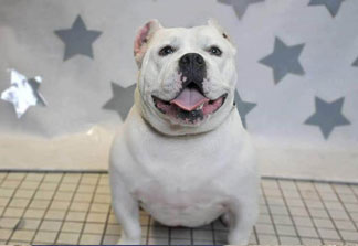 Diamonds in the Ruff Animal Rescue Inc.