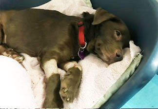 Partnership for Animal Welfare (PAW)
