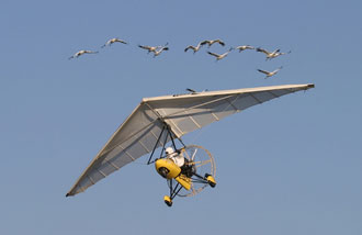 Whooping Crane