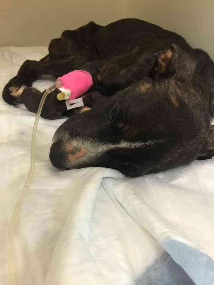 Rescue Dogs Rock NYC Holiday Giving