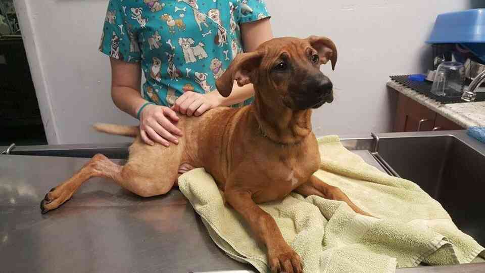 Vet/Boarding Paws Squad