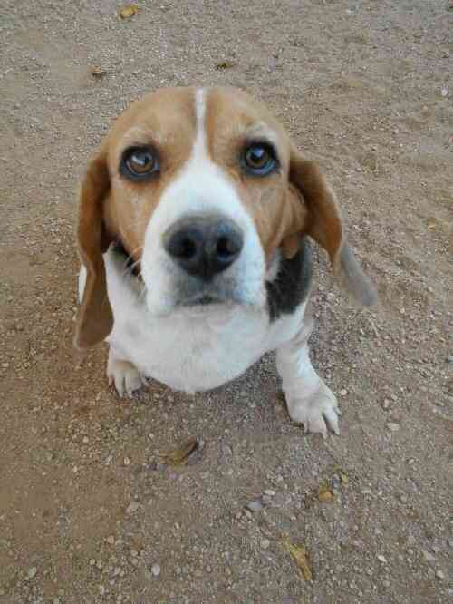 what were dalmatians bred for