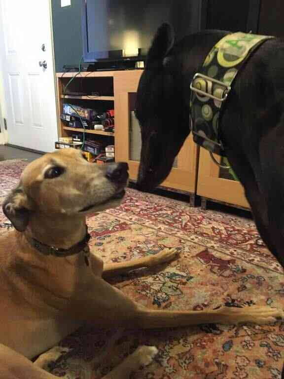 Help Greyhounds Race to Retirement!