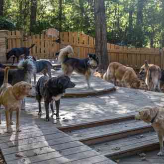 Old Friends Senior Dog Sanctuary Location Old Friends Senior Dog Sanctuary Location
