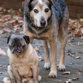 Old Friends Senior Dog Sanctuary Location Old Friends Senior Dog Sanctuary Location