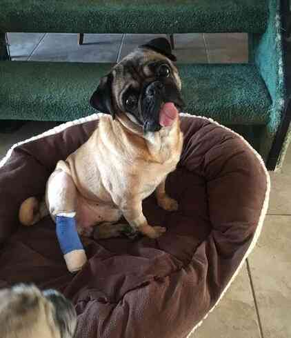 compassionate pug rescue
