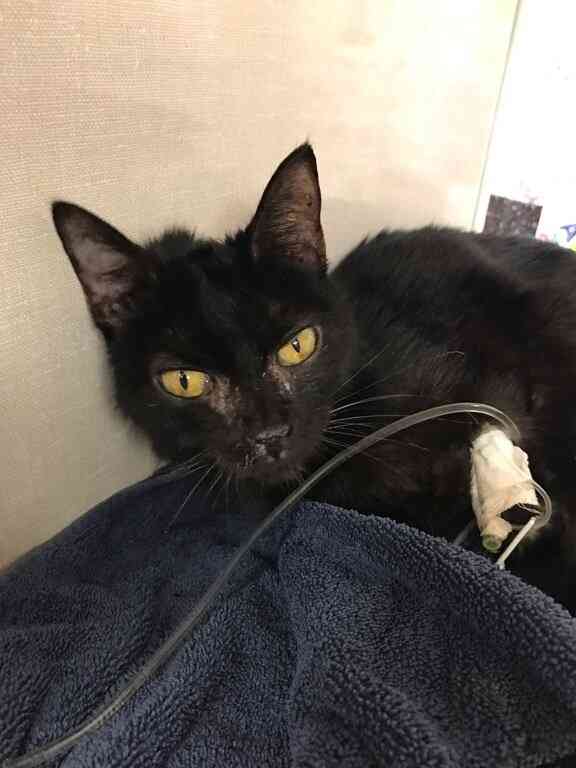 Save Lives with Save Grayson Cats