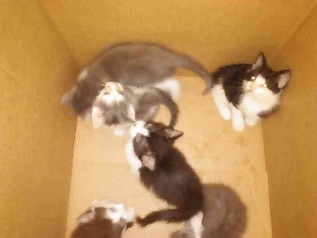6 Kittens need blood work!