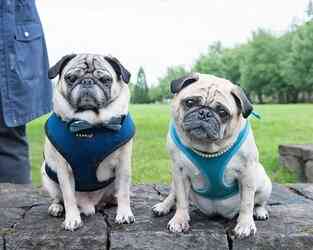 northwest pug rescue buy a square help a pug northwest pug rescue buy a square help a pug
