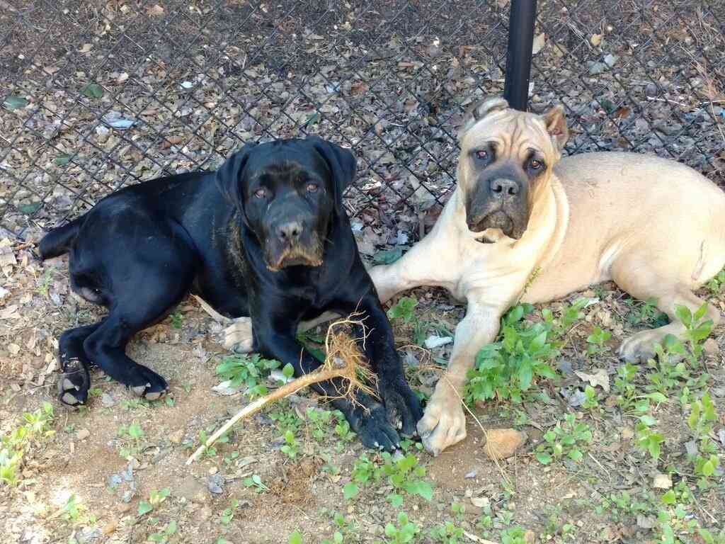 cane corso rescue near me