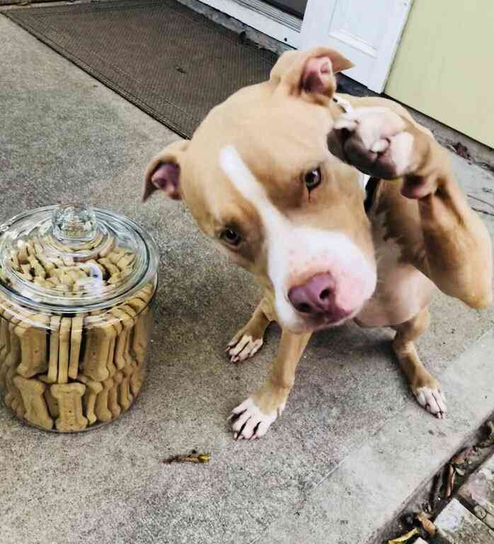 bully national dog
