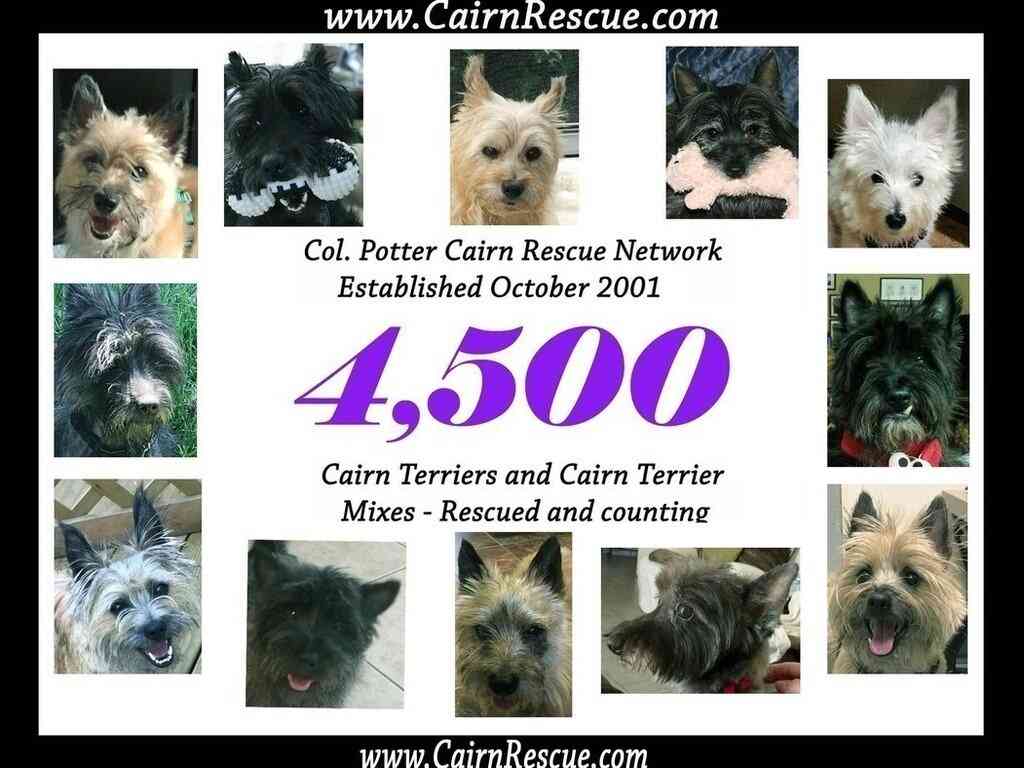 colonel potter cairn terrier rescue