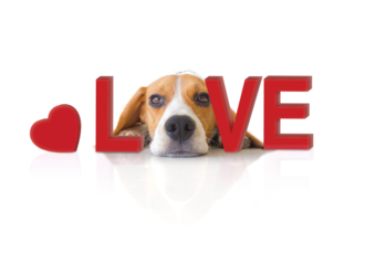 beagle valentine