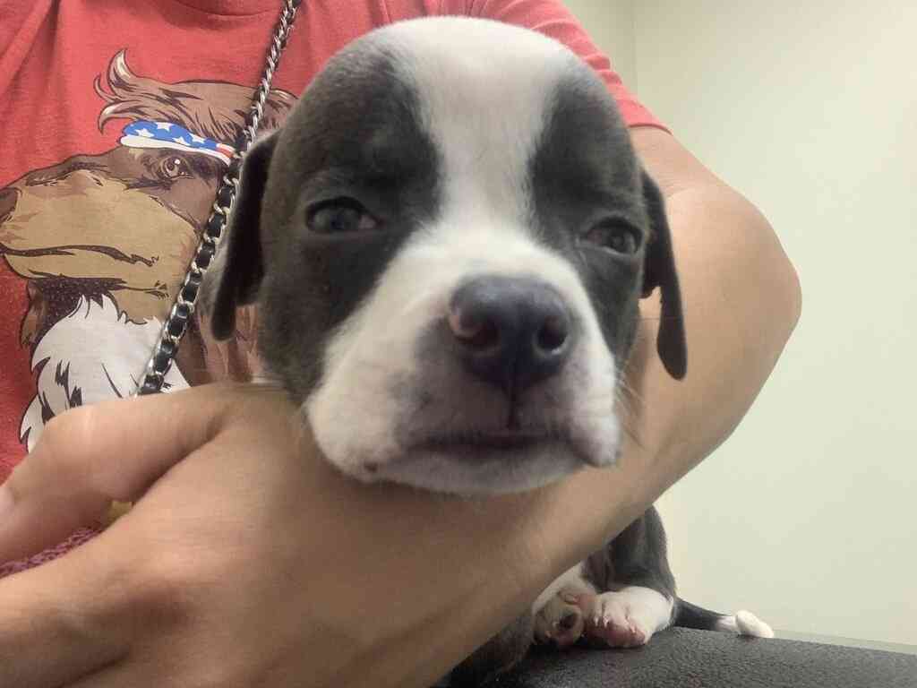 Help with the Hydrocephalus puppy