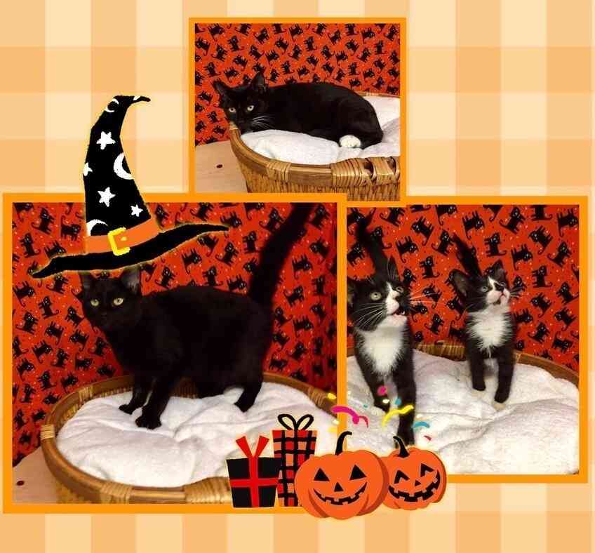 Trick or Treat Kitties