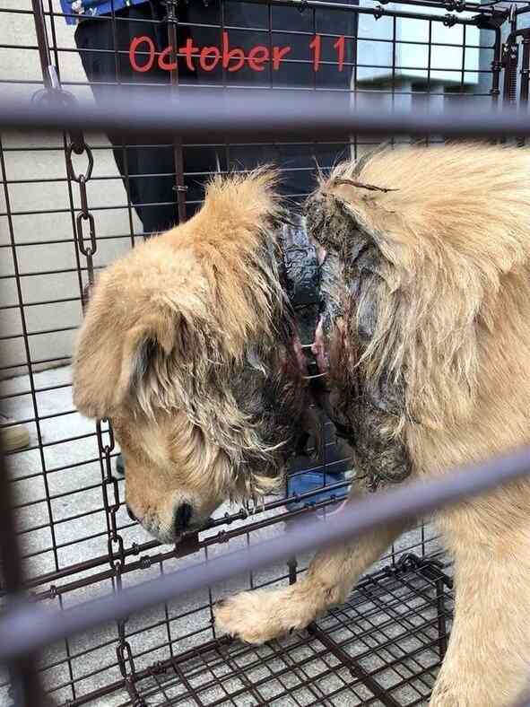 in the woods animal rescue