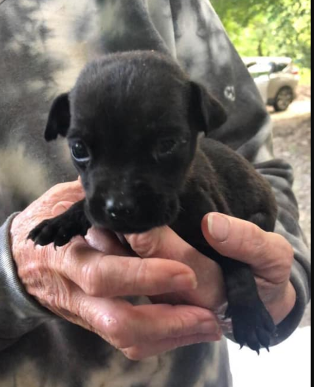 Tiny black puppy starved and left