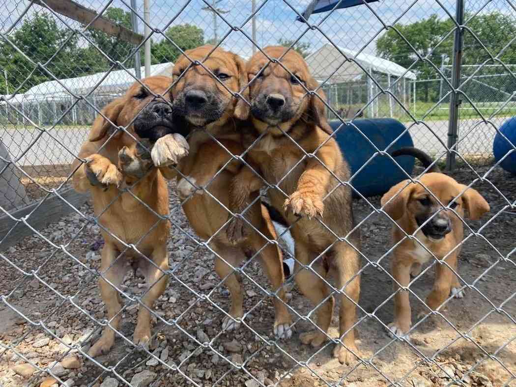 No Mutts Left Behind