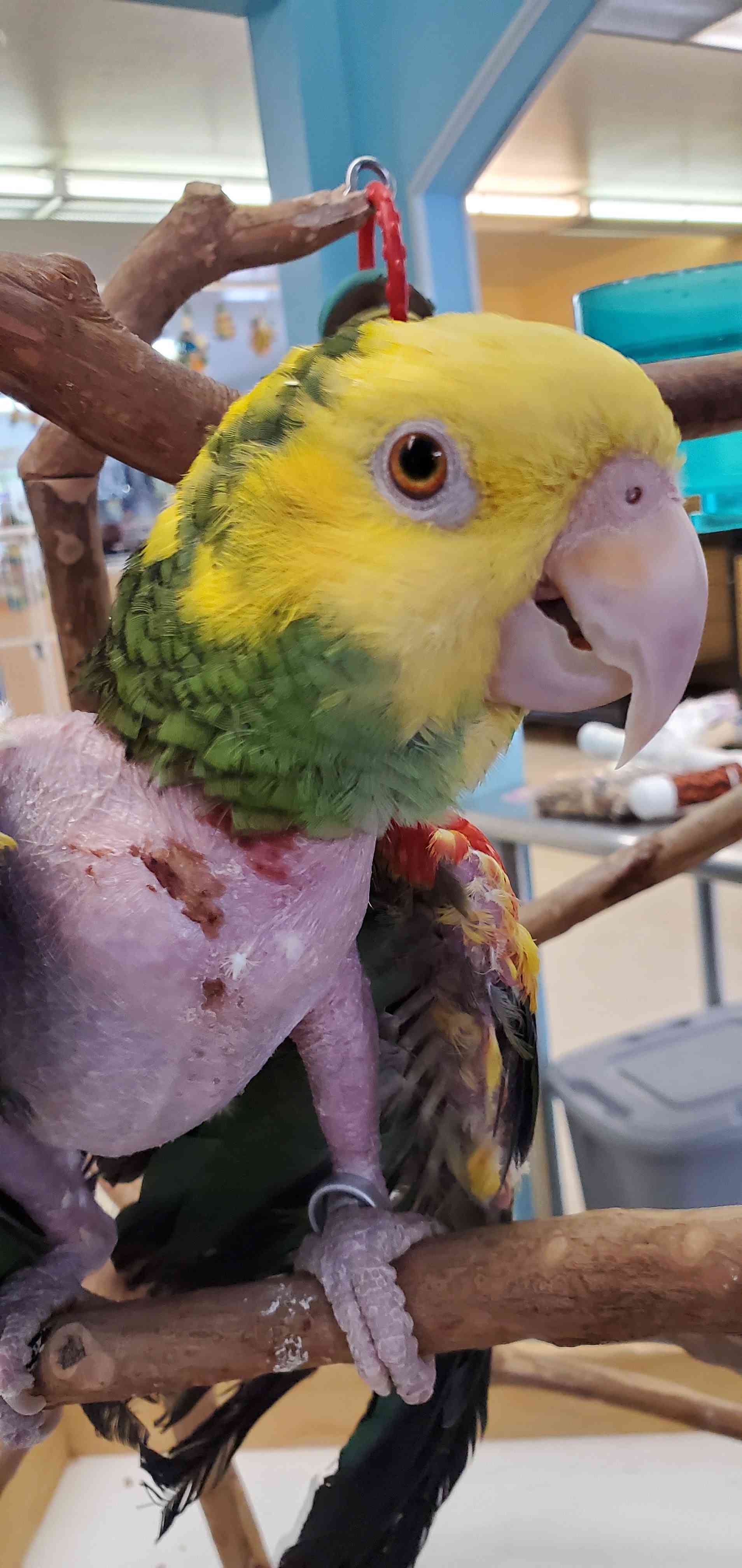 3PR Parrot Rescue #GivingTuesday