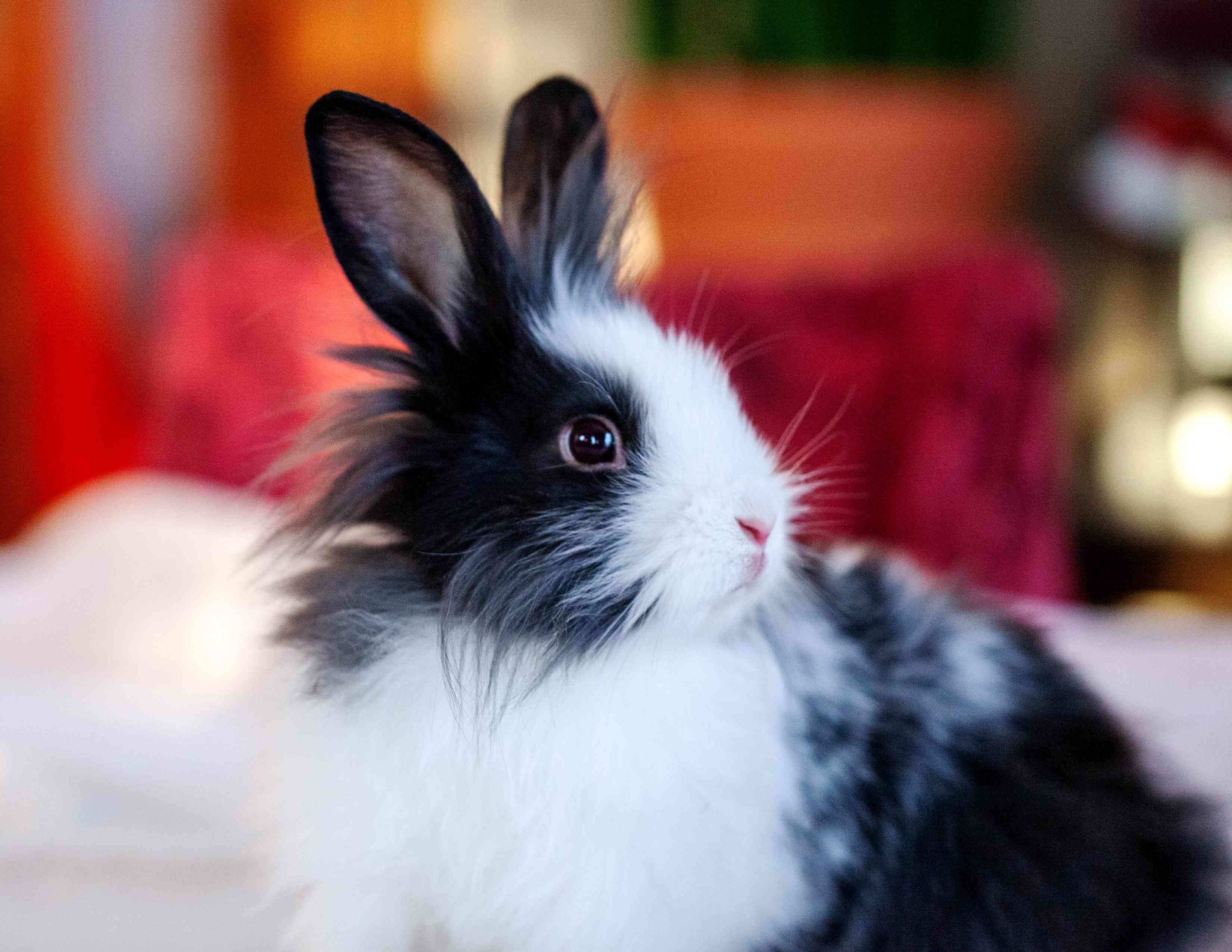 My Heart Belongs To Buns