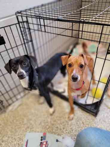 Home | buddydog Home | buddydog