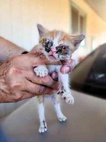 Pink Patch Kitten Meet the Pumpkin Patch Kittens