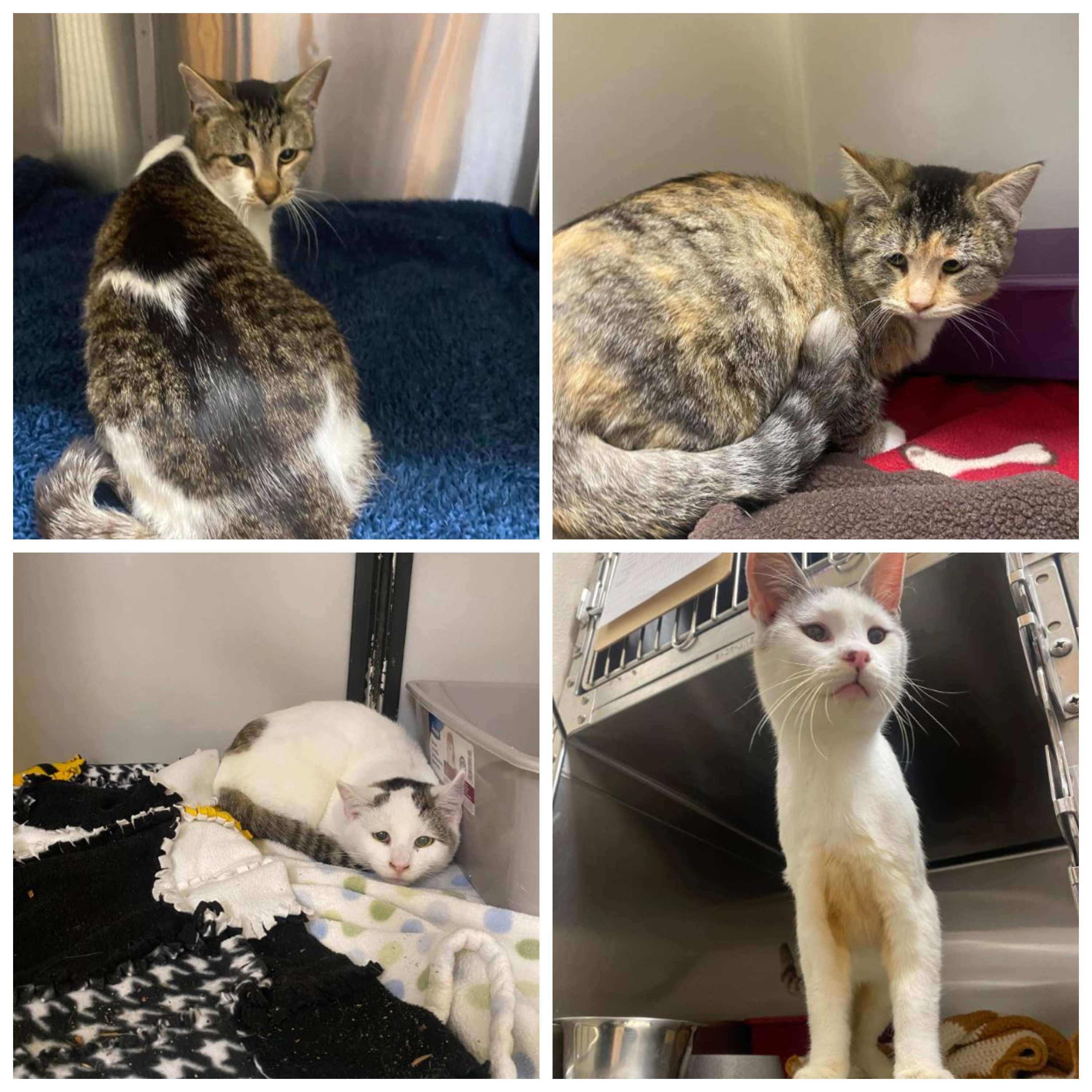 Help 4 Waverly Stray Cats Vet Bills