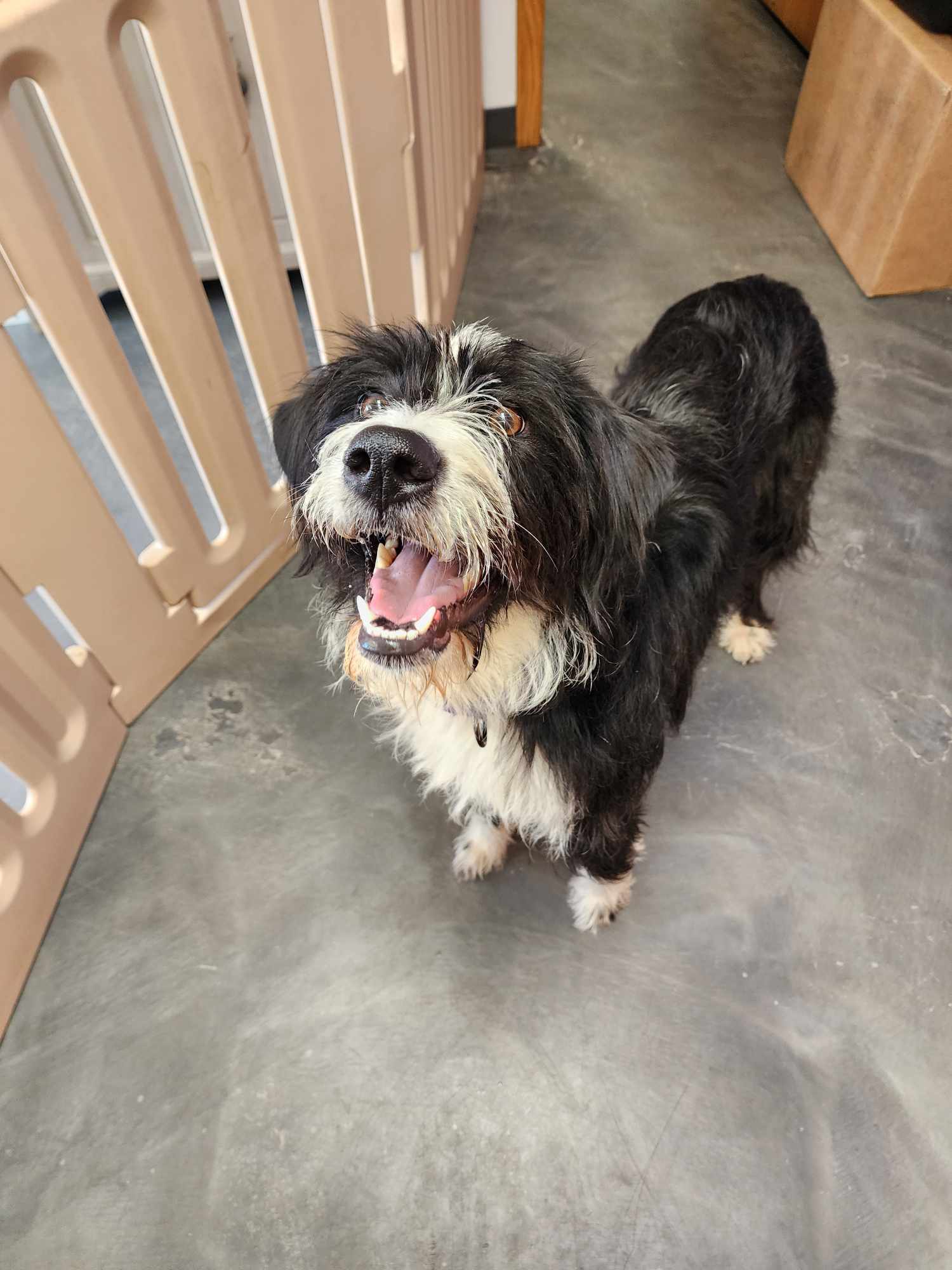 Please Help Pay Vet Bills for Purdy