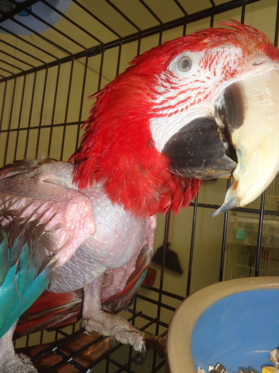 Burge Bird Rescue Parrot Sanctuary